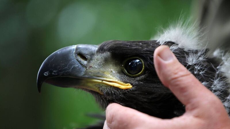 Once extinct white-tailed eagle chicks released into the wild 