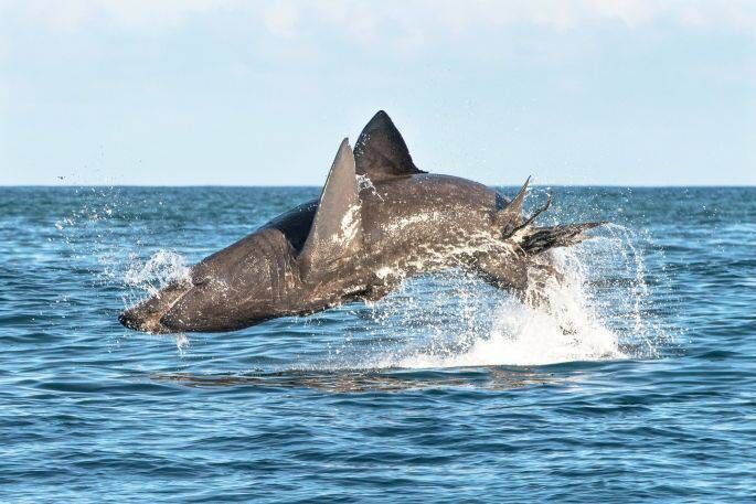 Breaching basking shark. Picture: TCD /Youen Jacob