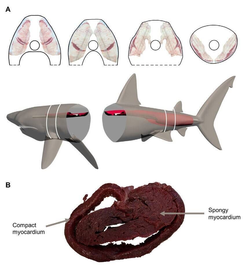 Anatomical measurements of red muscle distribution and compact myocar dium in basking sharks Cetorhinus maximus