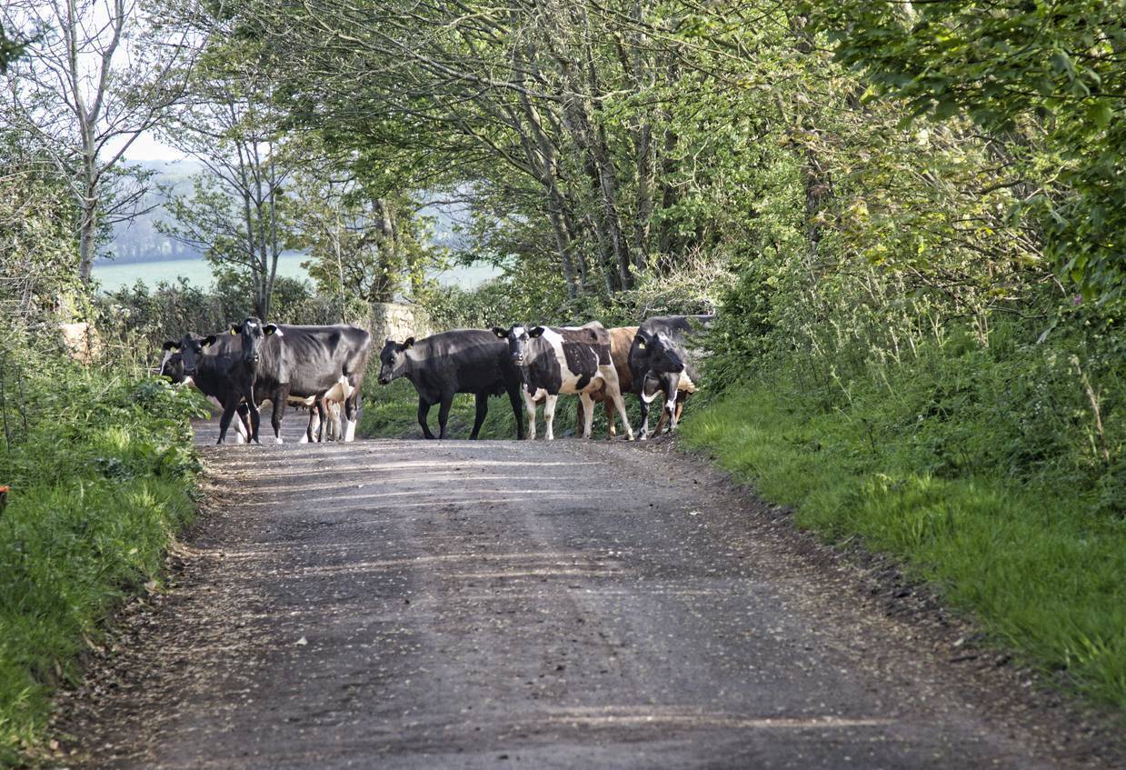 A car crashed into one of my cows - who's at fault?