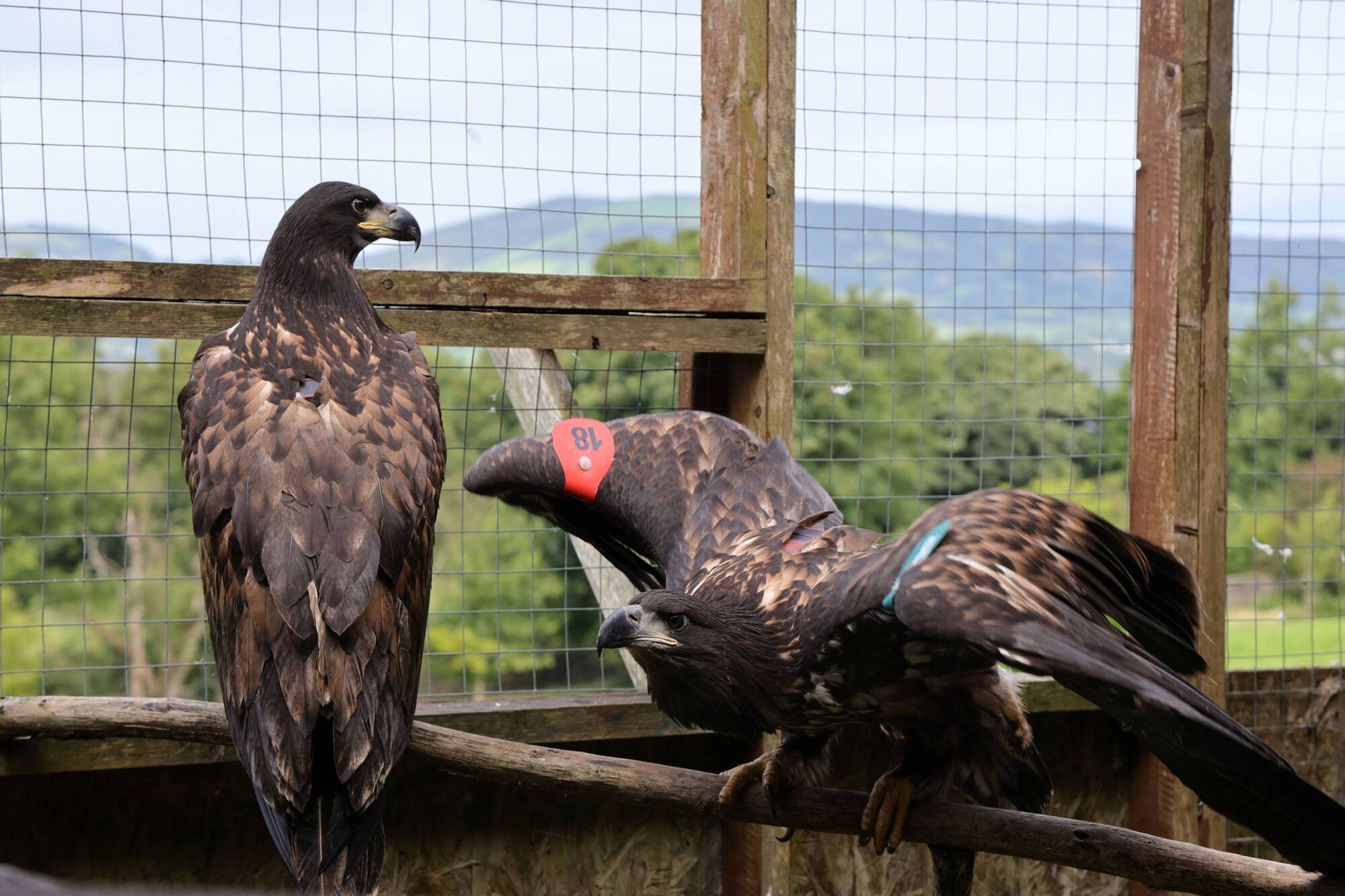 Watch: White-tailed eagles spread their wings