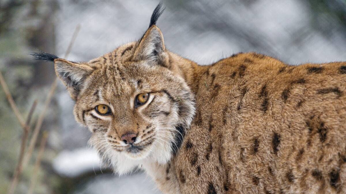 Eoghan Daltun: We need to talk about a missing native Irish species — the lynx - Vimarsana News
