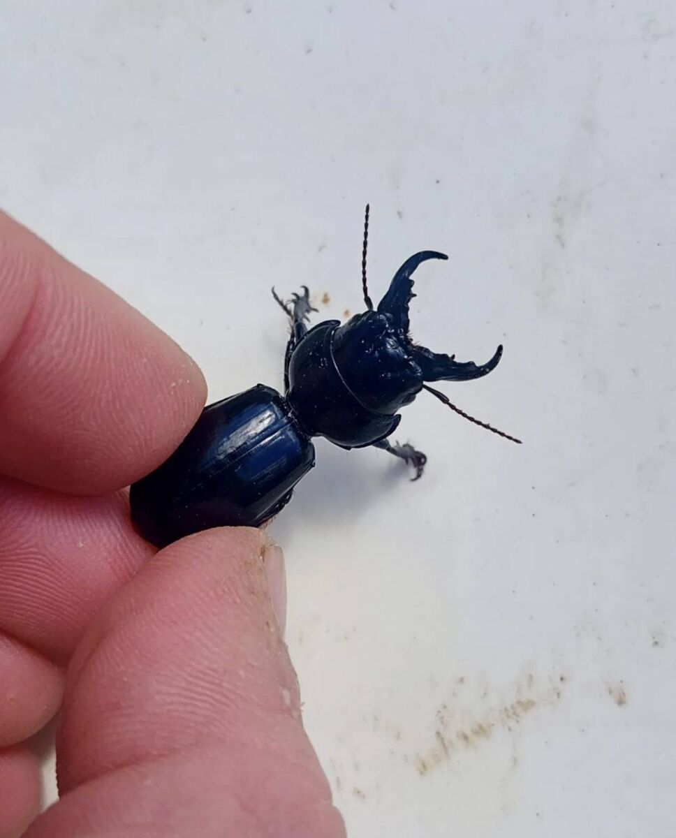 Collie Ennis holding a Scarites beetle, a species native to the Mediterranean region. Picture: Collie Ennis Collie Ennis holding a Scarites beetle, a species native to the Mediterranean region. Picture: Collie Ennis