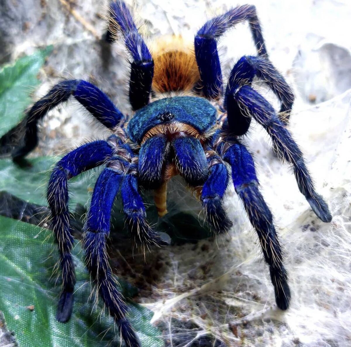 Collie Ennis' picture of a Chromatopelma cyaneopubescens after a fresh molt Collie Ennis' picture of a Chromatopelma cyaneopubescens after a fresh molt