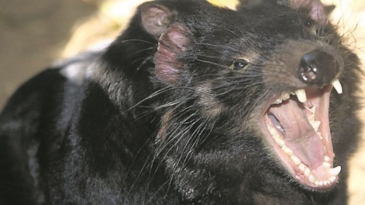 Let S Hear It For The Antipodean Satan Number One