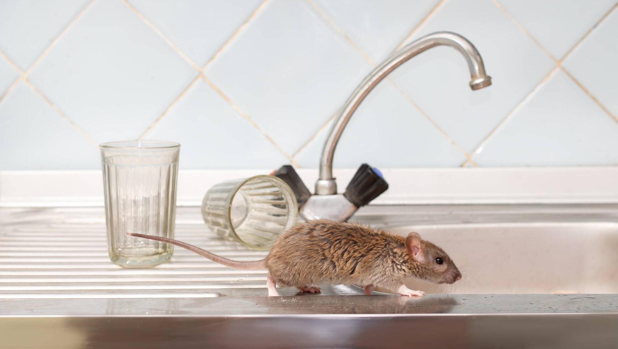 Life Hack: Five things you should know to stop mice from getting into your home