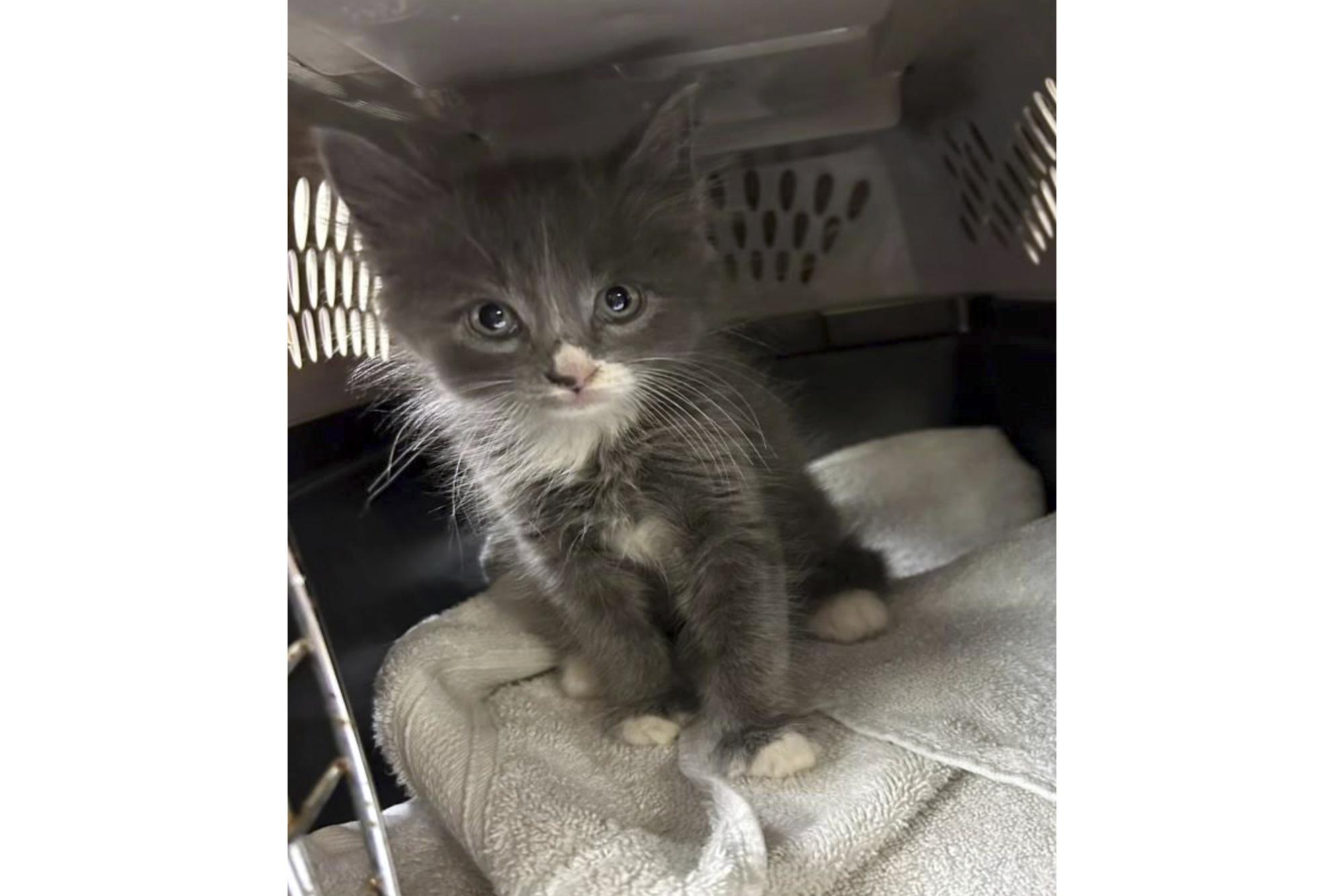 Cat’s out of the bag: Kitten turns up in a stolen car in Connecticut