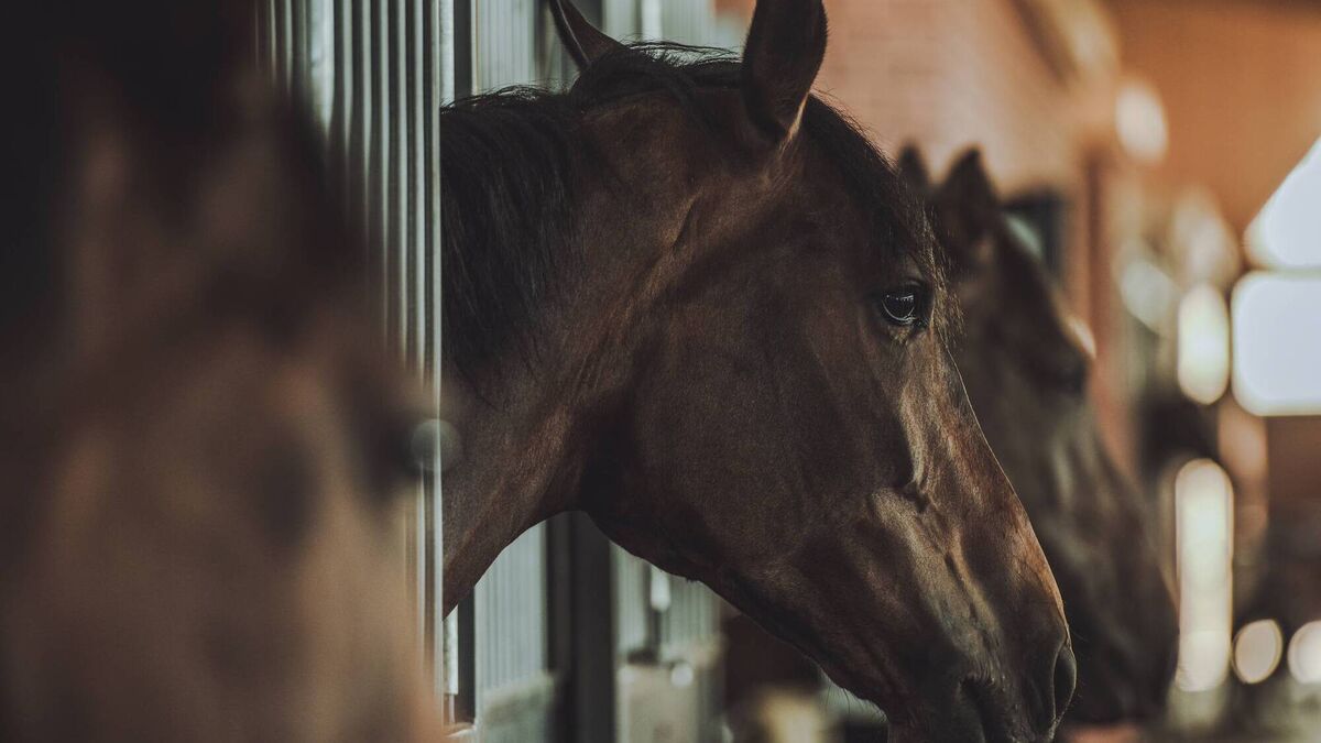 Horse industry must change to stop damaging the environment - Vimarsana News