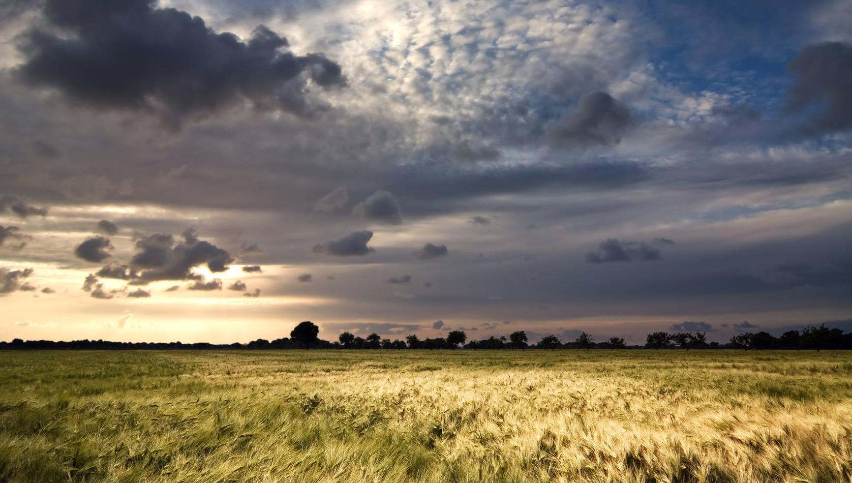 Tillage farmers 'facing into serious loss-making situation'