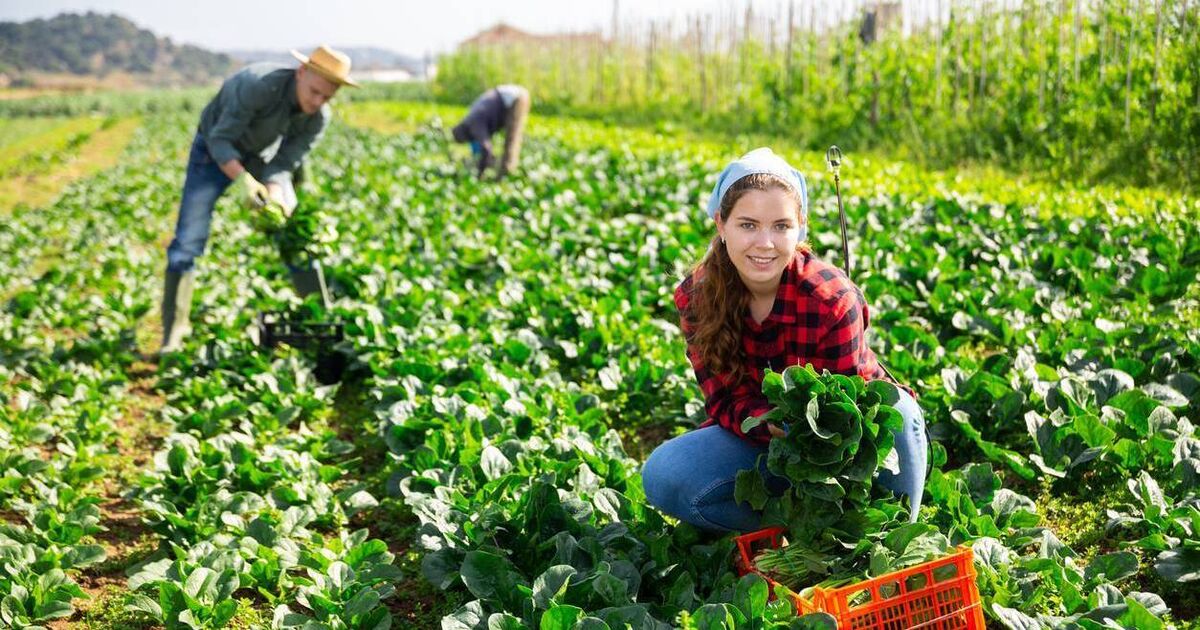 EU seeks to protect the rights of migrant seasonal workers