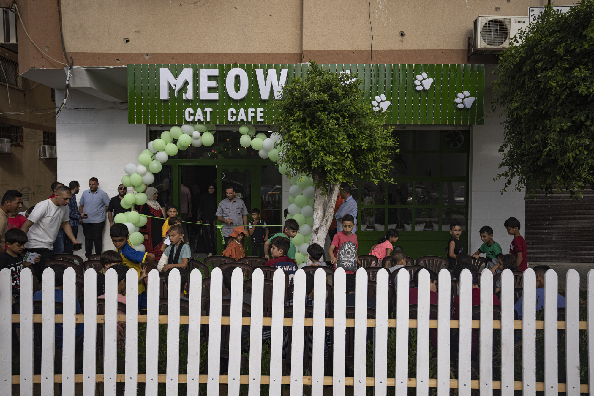 Gaza Strip gets its first cat cafe