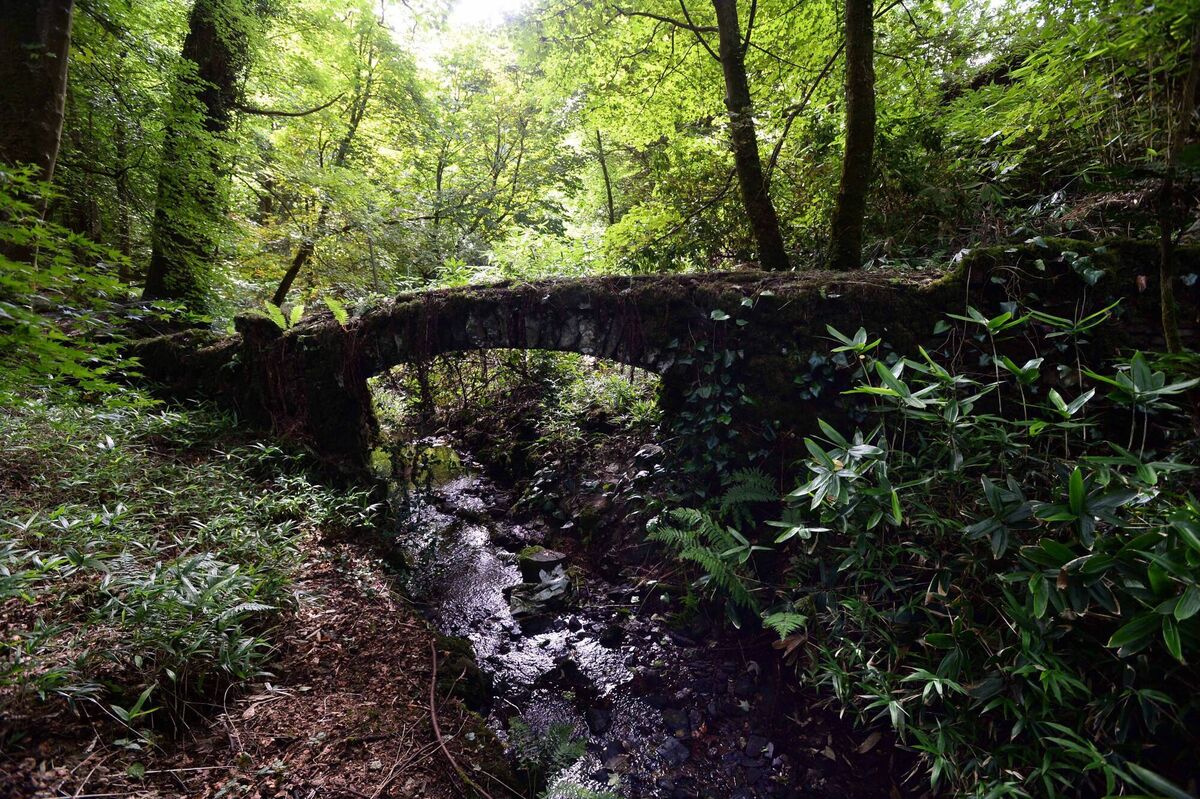 The gardens at Dunsland House, where Peter Dowdall grew up. Picture: Denis Scannell The gardens at Dunsland House, where Peter Dowdall grew up. Picture: Denis Scannell