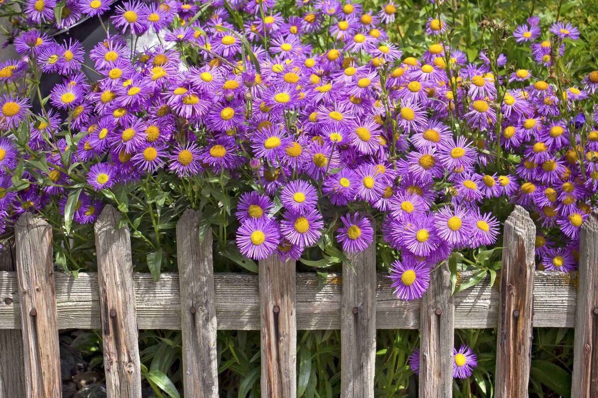 Asters. Asters.