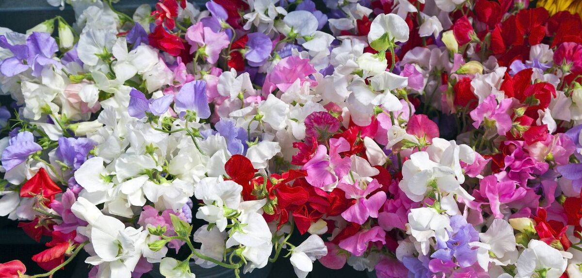 Sweet peas were a favourite of Peter's mother Rosemary. Sweet peas were a favourite of Peter's mother Rosemary.
