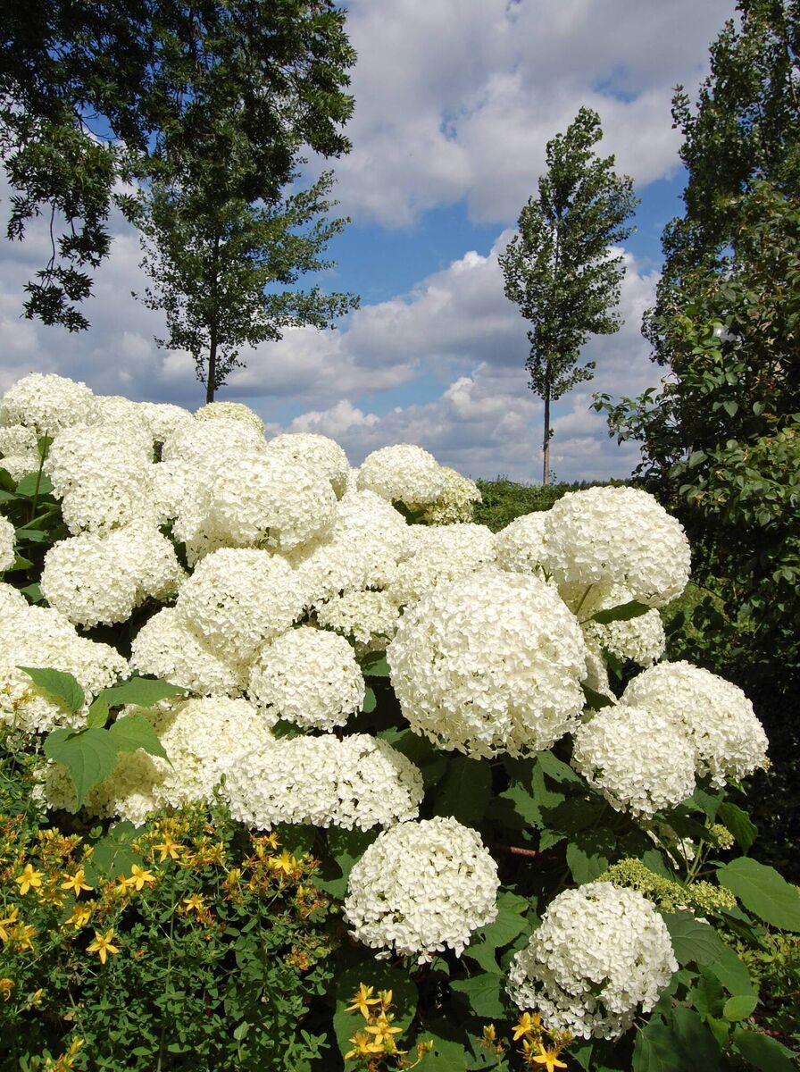 The white hydrangea 'Annabelle'. File picture The white hydrangea 'Annabelle'. File picture