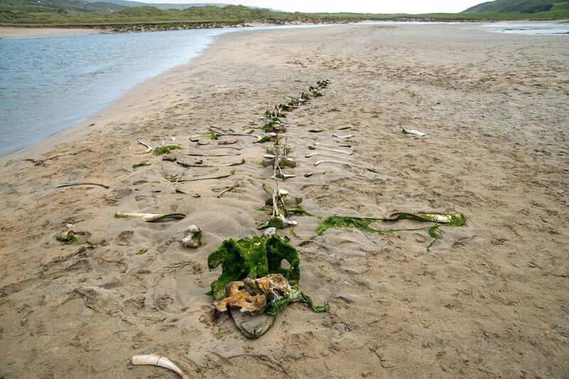 A group of children came across the near 20-foot-long skeletal remains. Picture: Noel Sweeney
