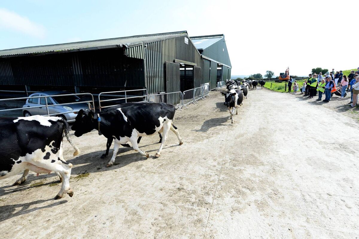 The Fitzgerald's herd of cows make their way in for milking while being watched on by the open day visitors. The Fitzgerald's herd of cows make their way in for milking while being watched on by the open day visitors.