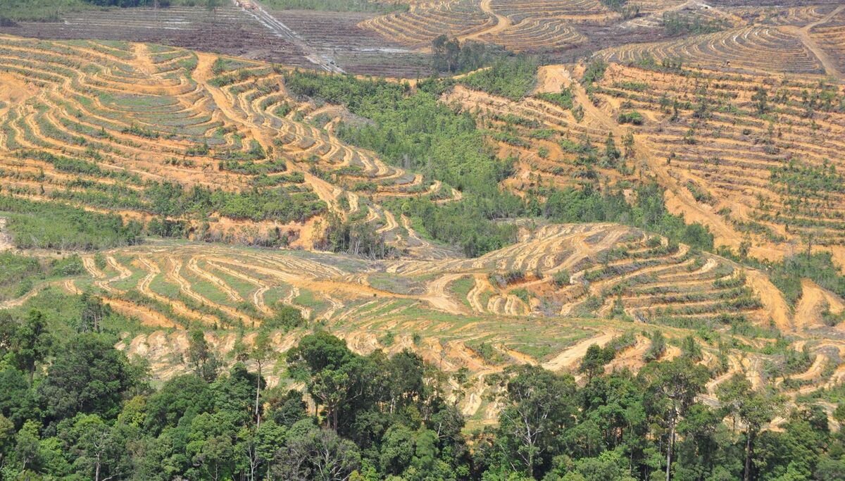 Forest degradation is different to deforestation, which means clearing the land for other activities entirely, such as construction or industrial production of palm oil or rubber. Photo: Romeo Gacad/AFP/Getty Images