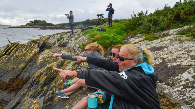 Watch: Northern bottlenosed whales spotted in Ballylickey