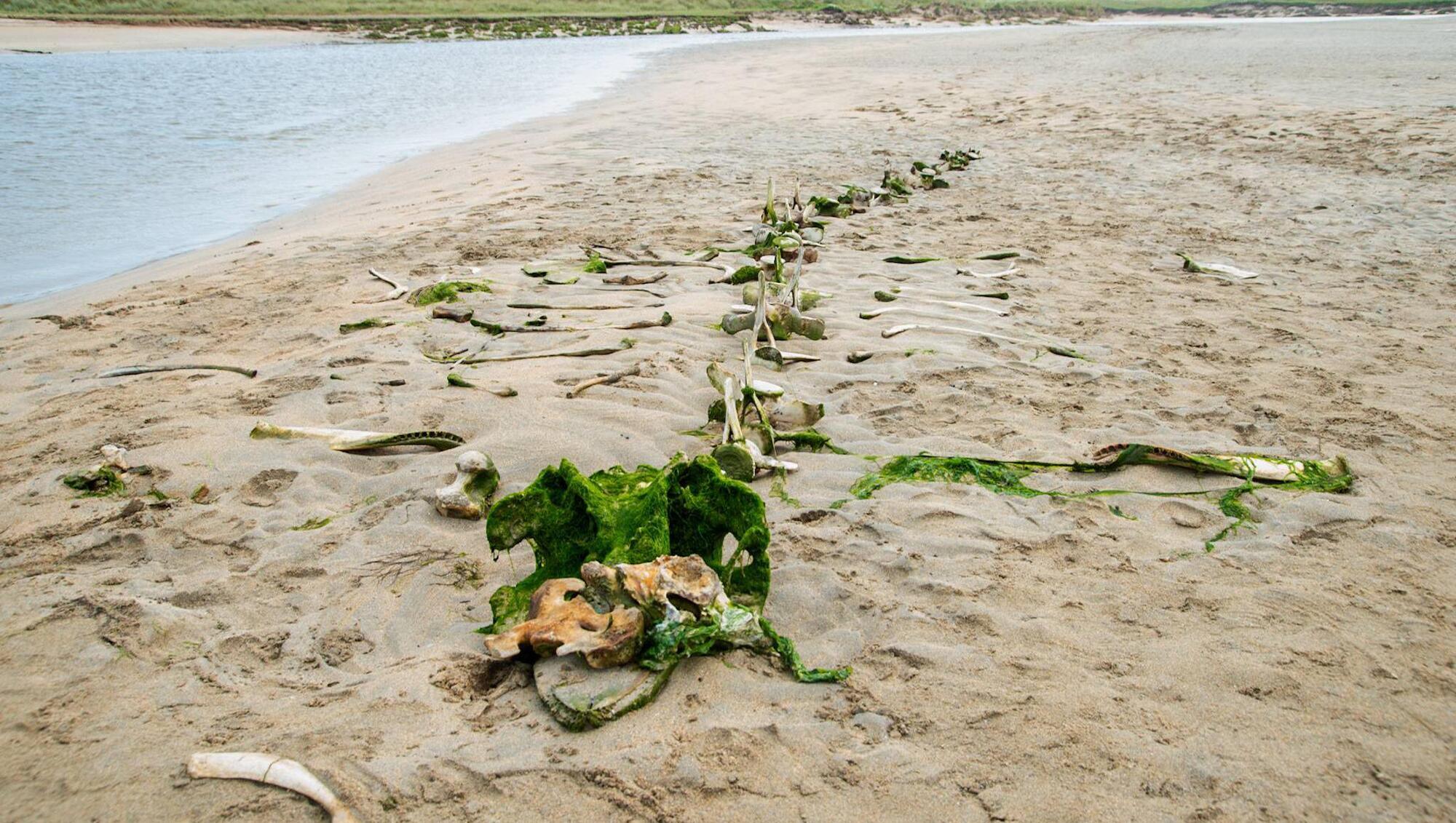Mystery of Barleycove whale bones solved