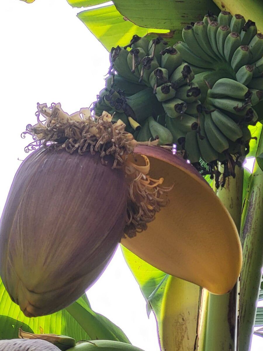 Cooking bananas pictured growing outside Rolf's Country House in Baltimore 