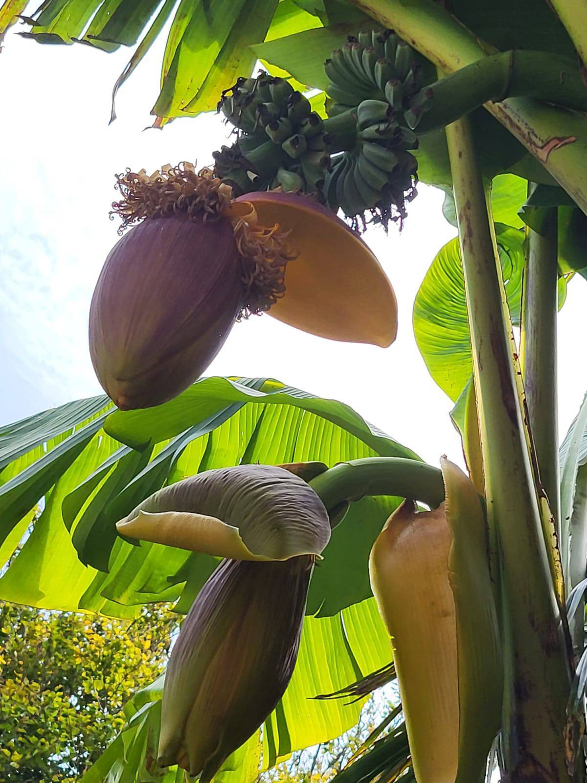 Bananas found growing in West Cork garden a 'surprising discovery'