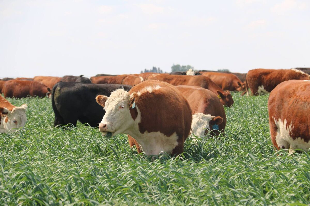 The family's cattle graze on multispecies crops The family's cattle graze on multispecies crops