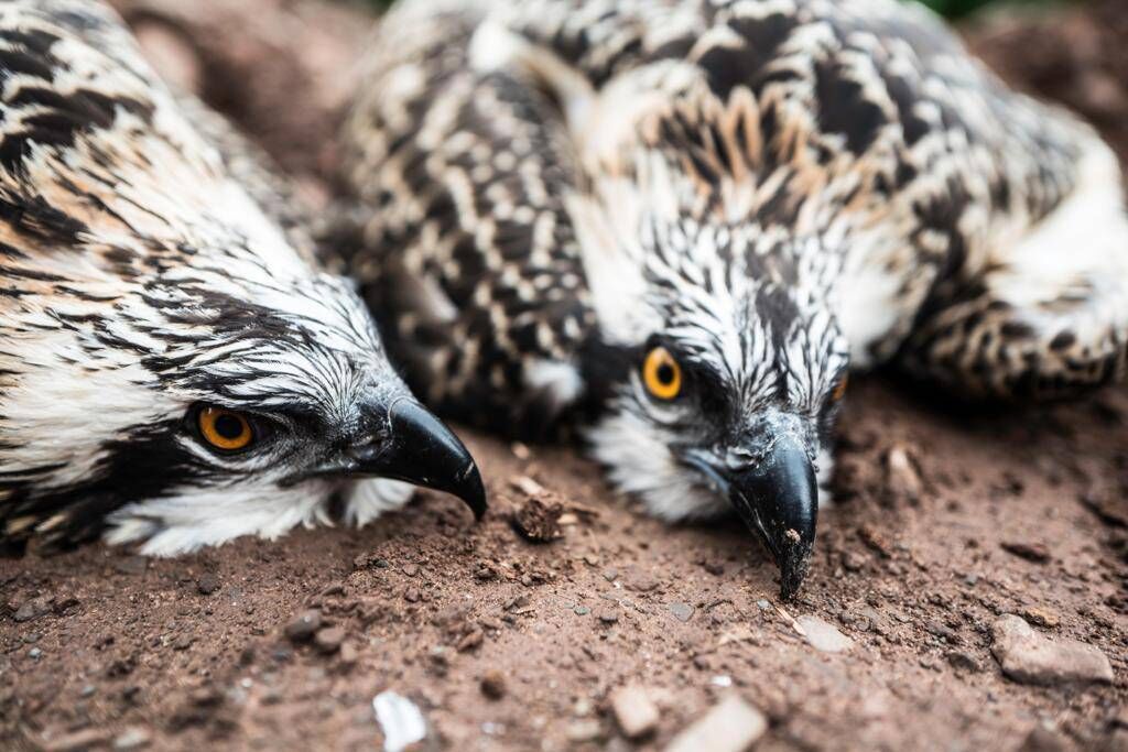 Ospreys in Fermanagh. Picture: The Golden Eagle Trust Ospreys in Fermanagh. Picture: The Golden Eagle Trust