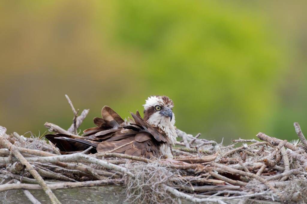 Picture: The Golden Eagle Trust Picture: The Golden Eagle Trust