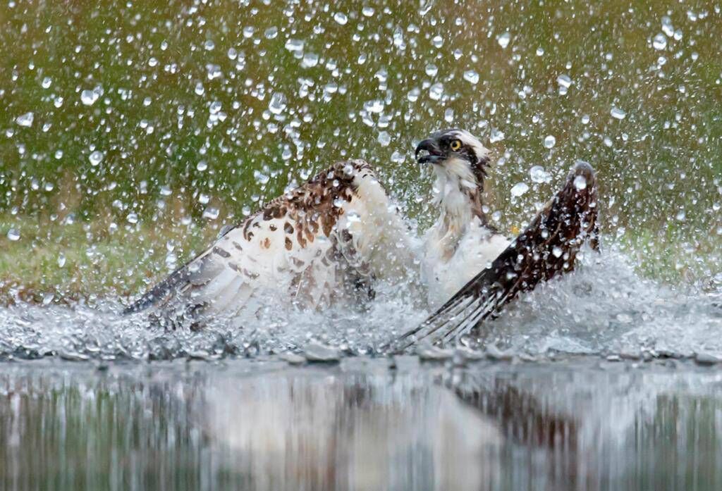 Ospreys in Fermanagh. Picture: The Golden Eagle Trust Ospreys in Fermanagh. Picture: The Golden Eagle Trust