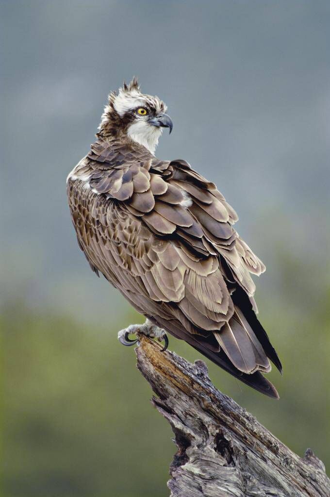 Picture: The Golden Eagle Trust Picture: The Golden Eagle Trust