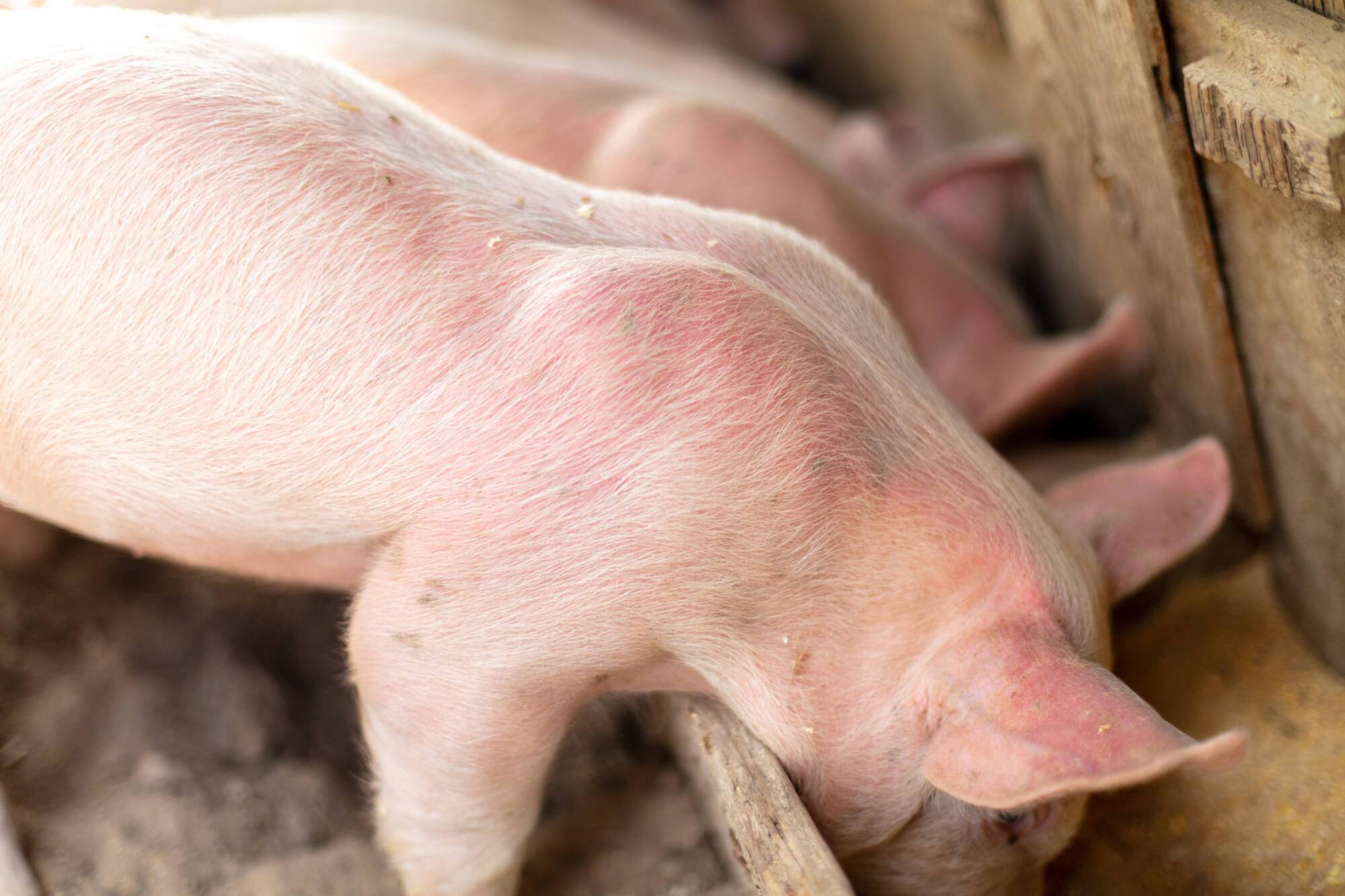 Number of pigs slaughtered down over 10%
