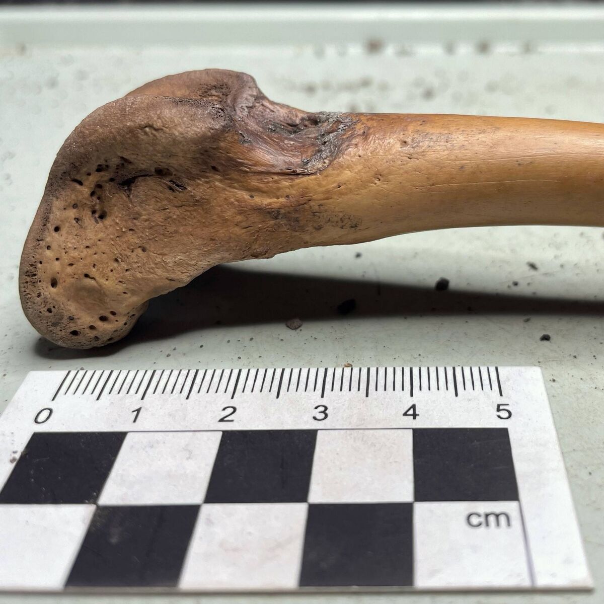 Injured distal femur hind leg bone, around knee area. Chancery Lane Viking Age dog