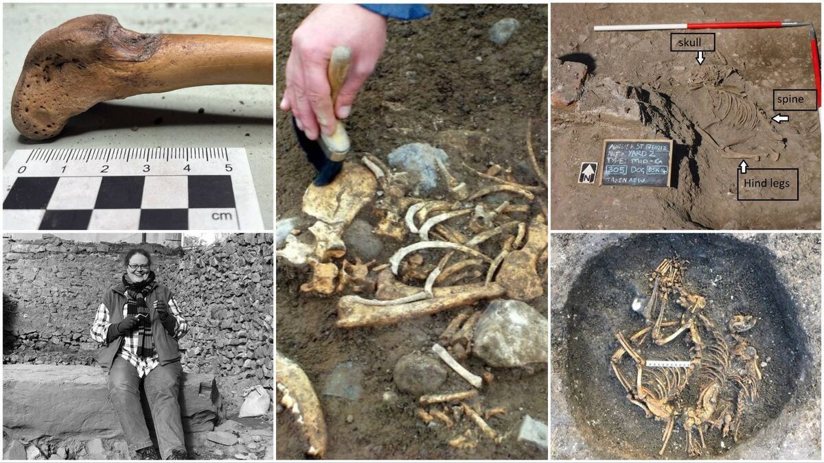 What were dogs here like 1,000 years ago? Were they pets or working dogs... or wild? - Vimarsana News