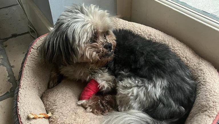 Hugo the dog expected to make full recovery following campervan fire on M8