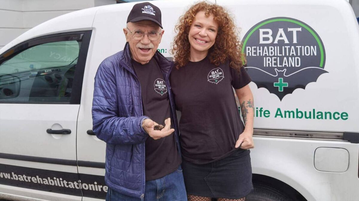 Limerick bat rehabber catches the eye of world-renowned expert - Vimarsana News