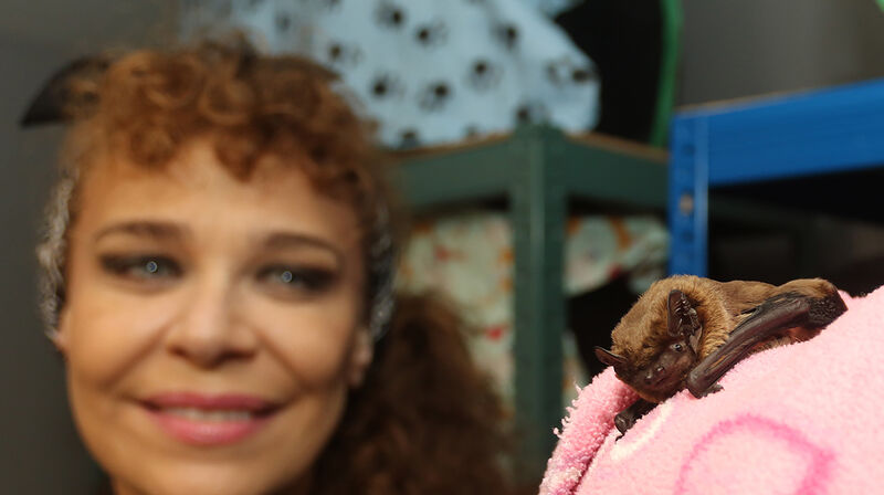 Susan Kerwin with  one of her bats at the Bat Hospital  in Bruree, County Limerick