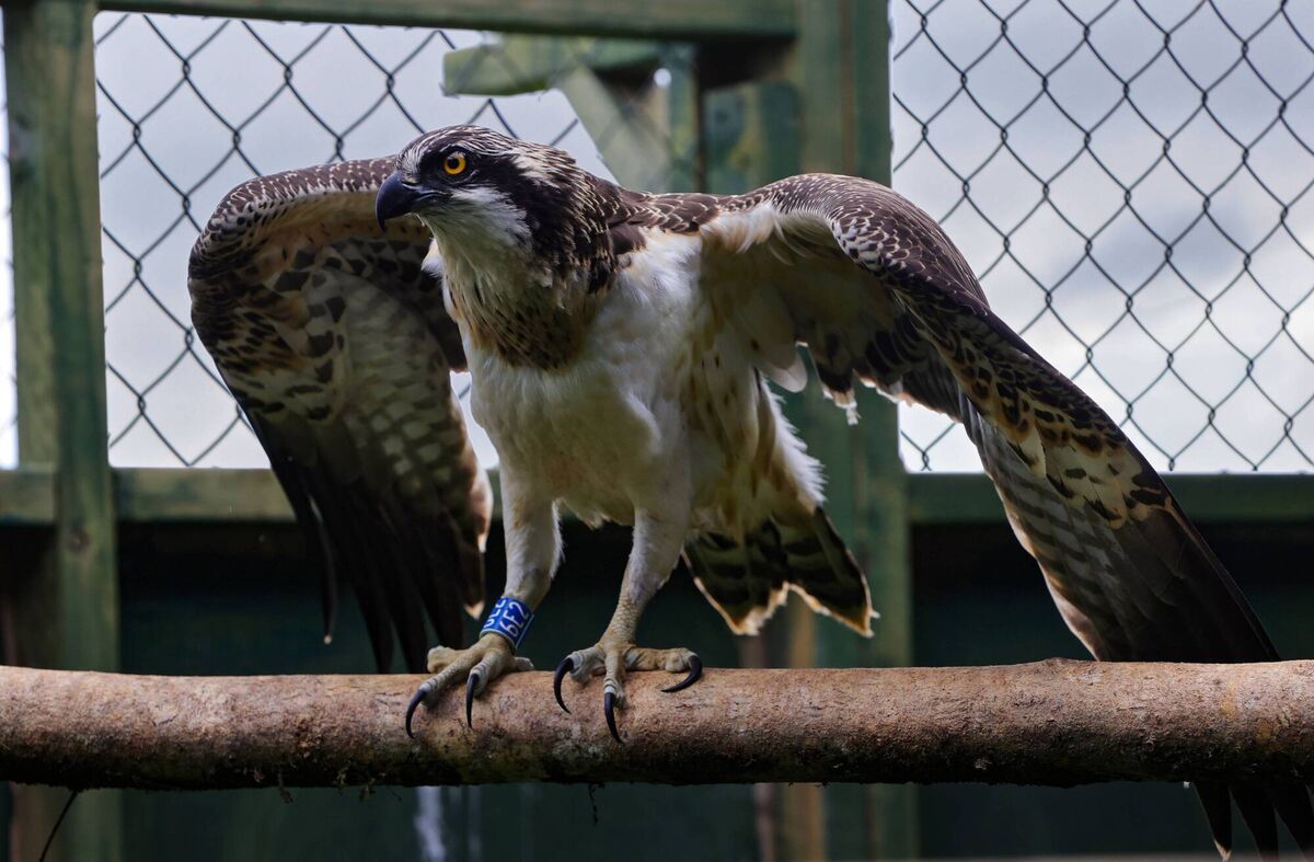 Ospreys are thought to have died out in Ireland more than 150 years ago. The chicks released at the weekend are the first of 50 being reintroduced to the wild in Ireland over the next five years. Picture: Valerie O'Sullivan/NPWS
