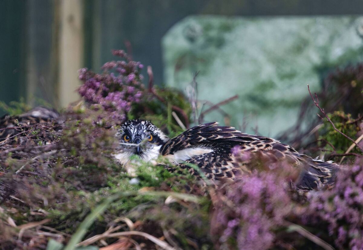 One of the chicks prior to release at the weekend. Ospreys have continued to visit Ireland as part of their migratory pattern, but the breeding pair discovered recently in Co Fermanagh is the first known sighting of the bird nesting here in some 150 years. Picture: Valerie O'Sullivan/NPWS