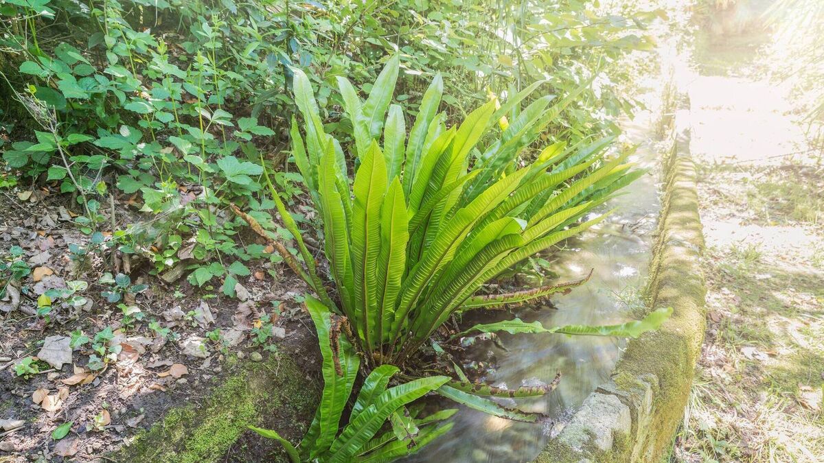 Peter Dowdall: How the fern can be used in many garden styles - Vimarsana News
