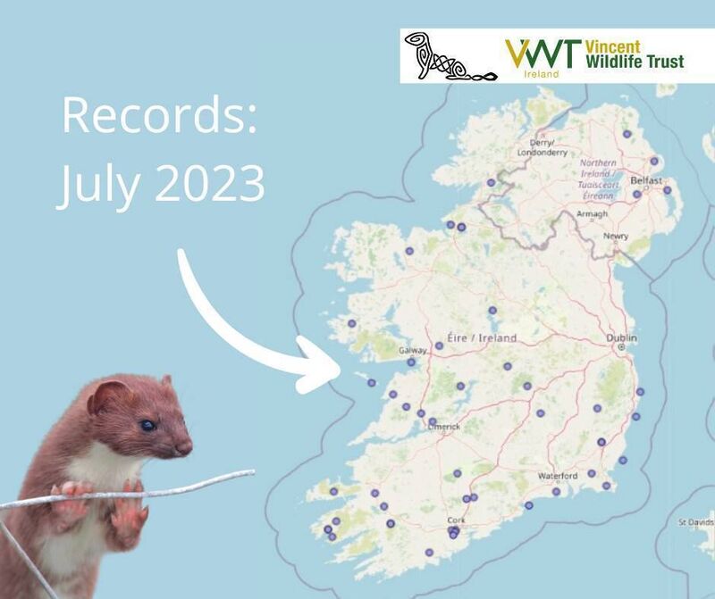 Irish Stoat Survey — Image: Vincent Wildlife Trust