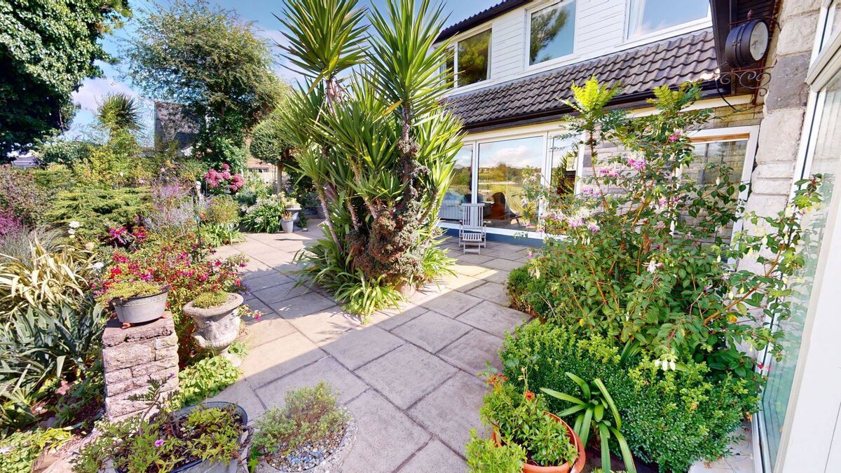 Yucca in the middle of the patio