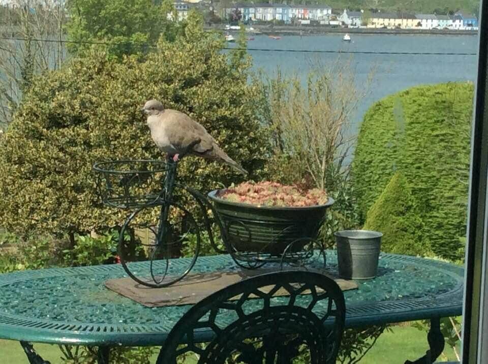 Dove arriving for morning feed (owner's photo collection)