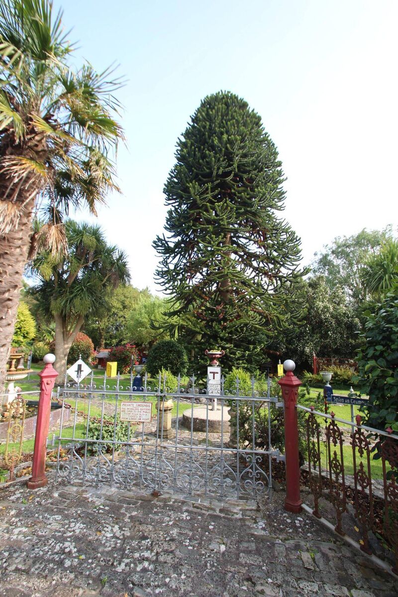 The German owners planted this impressive Monkey Puzzle tree when they bought in the 1980s: their collection of antiques, artefacts and Irish-themed j knickknacks has grown along with it