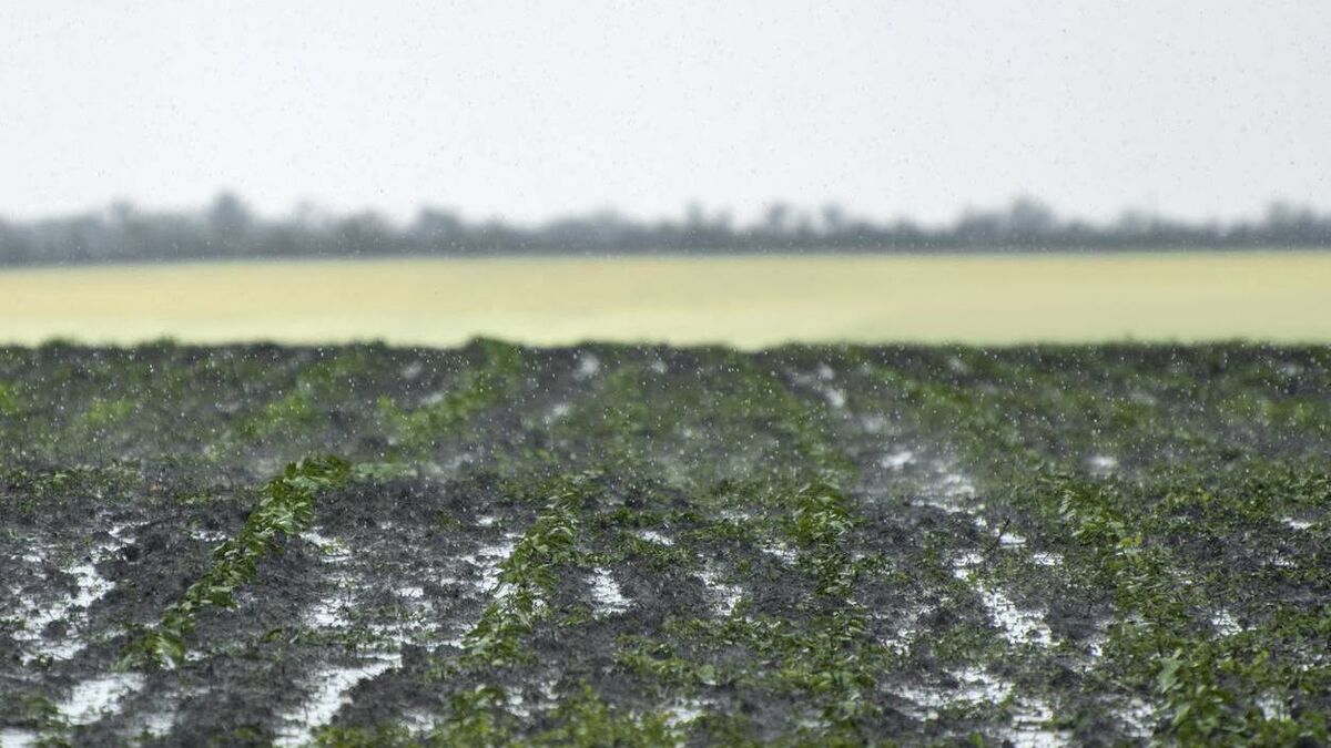 Denis Lehane: We Irish farmers are world-renowned experts on rain - Vimarsana News