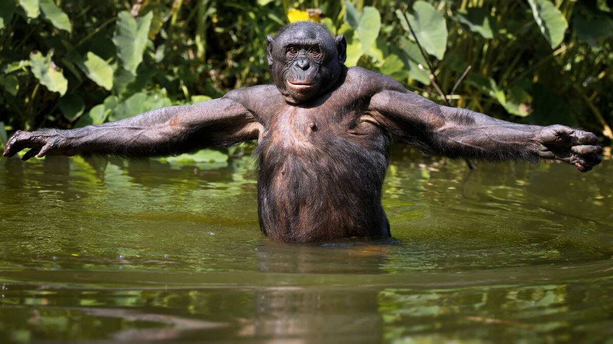 A bonobo chimpanzee in the river in the wilderness in Democratic Republic of the Congo Other mammals sweat, but not quite like we do. 