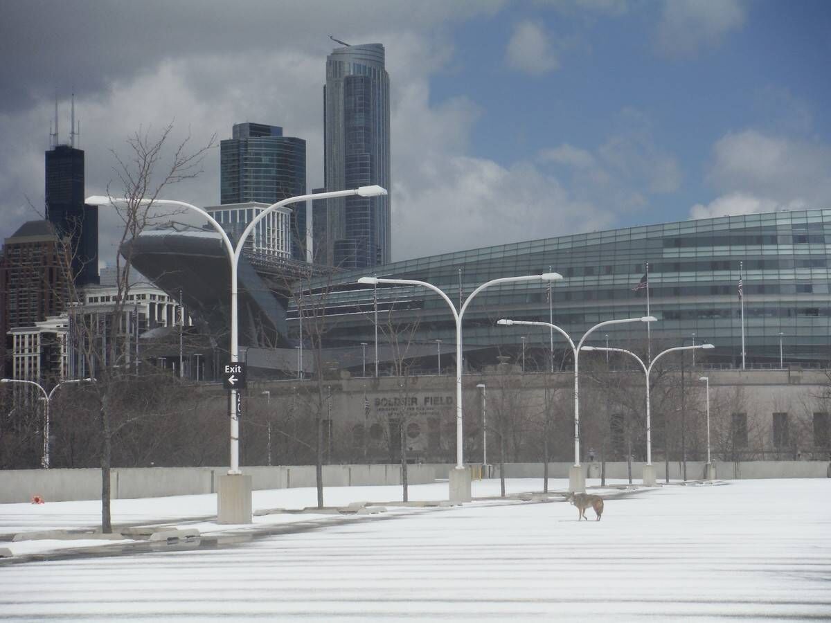 A coyote living in the shadow of Soldier Field in Chicago. Picture: Stan Gehrt A coyote living in the shadow of Soldier Field in Chicago. Picture: Stan Gehrt