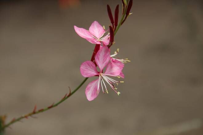 Gaura lindheimeri Rosyjane