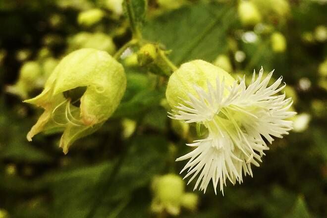  Silene fimbriata. Picture: Liz Edwards 