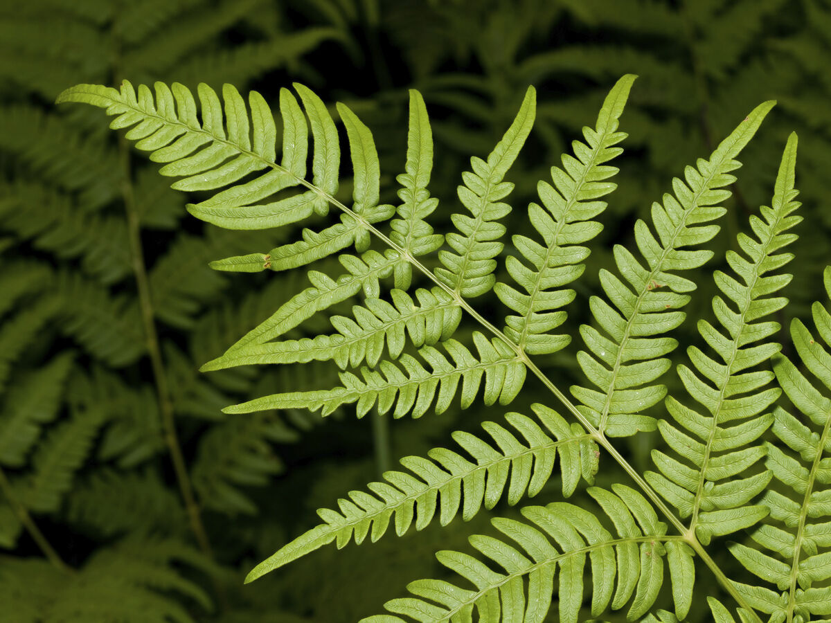 The dark green fronds of the Male Fern Dryopteris filix-mas are usually found in wet areas of the country.